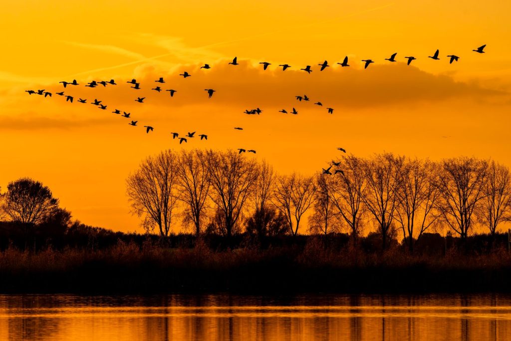 Airbus is testing aircraft technology from birds: The fuel savings are significant